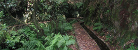 PR 14 Levada dos Cedros